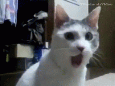 Shocked Cat